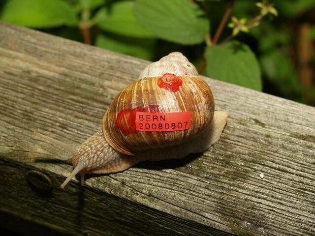 Weinbergschnecke Nummer SECHS: BERN
