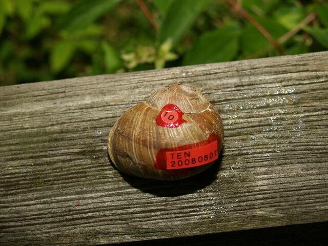 Weinbergschnecke Nummer ZEHN: TEN