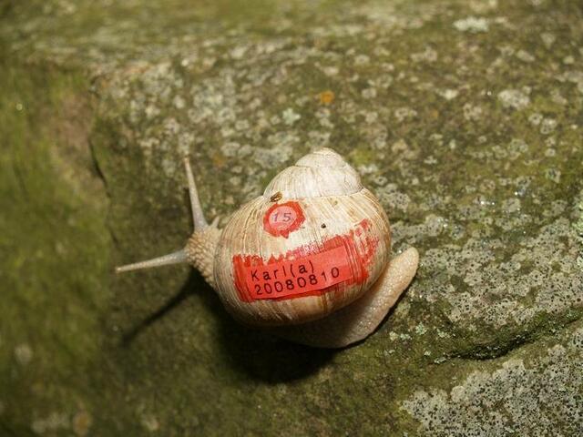 Weinbergschnecke Nummer FÜNFZEHN: Karl(a)