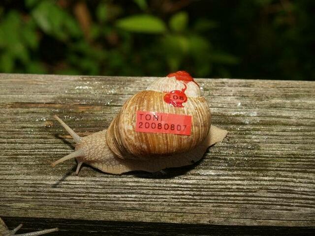 Weinbergschnecke Nummer ACHT: TONI
