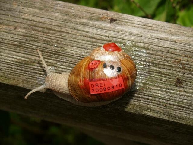 Weinbergschnecke Nummer ZWÖLF: DREI
