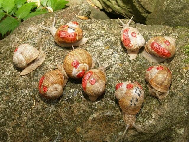 Das Sonntagstreffen der Weinbergschnecken