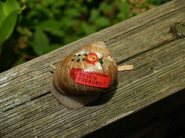 Weinbergschnecke Nummer NEUN: SEVEN