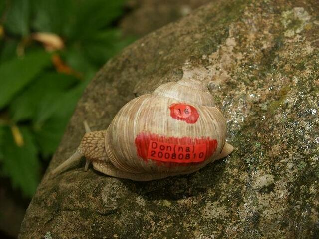 Weinbergschnecke Nummer SECHSZEHN: Don(na)