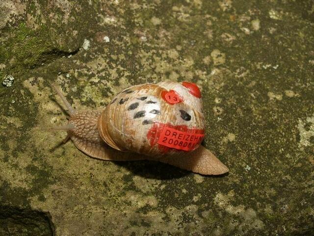 Weinbergschnecke Nummer DREIZEHN: DREIZEHN