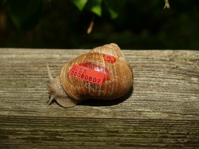Weinbergschnecke Nummer SIEBEN: ALEX