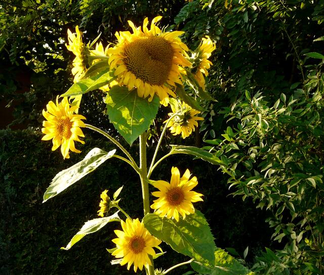 Blume mit Herz