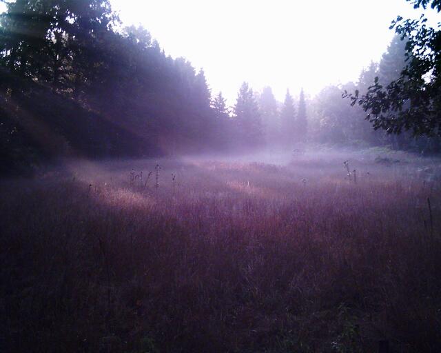 Frühnebel