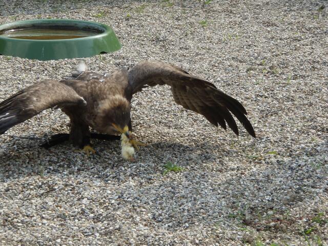 der Adler verspeist seine Beute