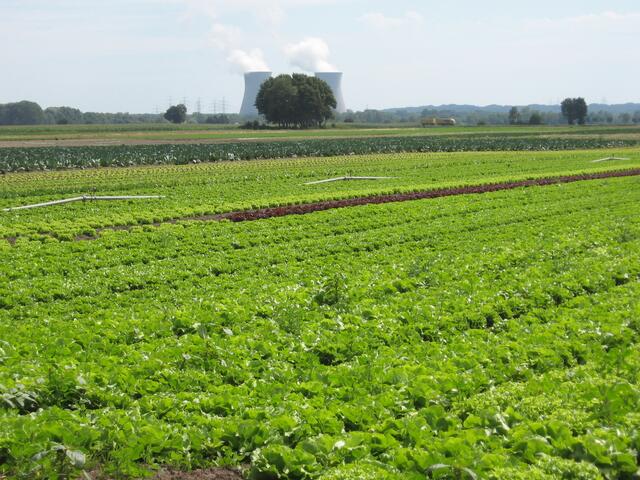 leckeres Grünzeug für den Magen und Kernspaltung im Hintergrund