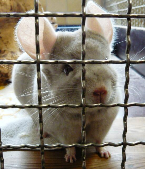 Chinchilla ganz neugierig