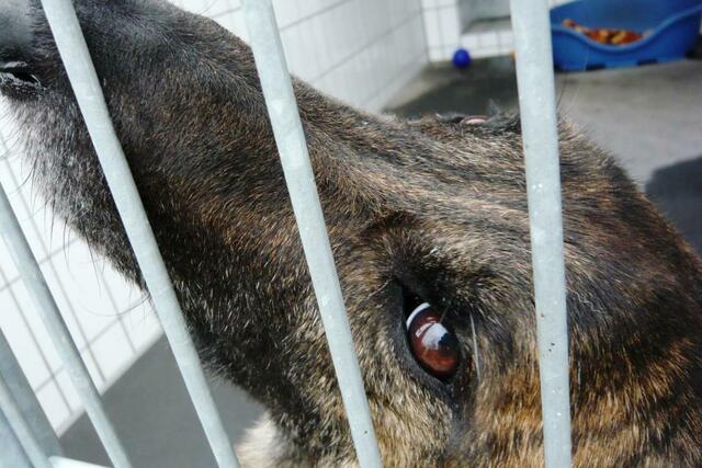 "Schau mir in die Augen...!"