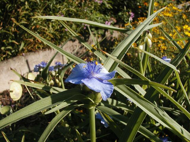 Dreimasterblume (Tradiskanie)