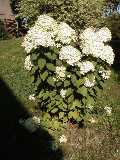 Hortensie