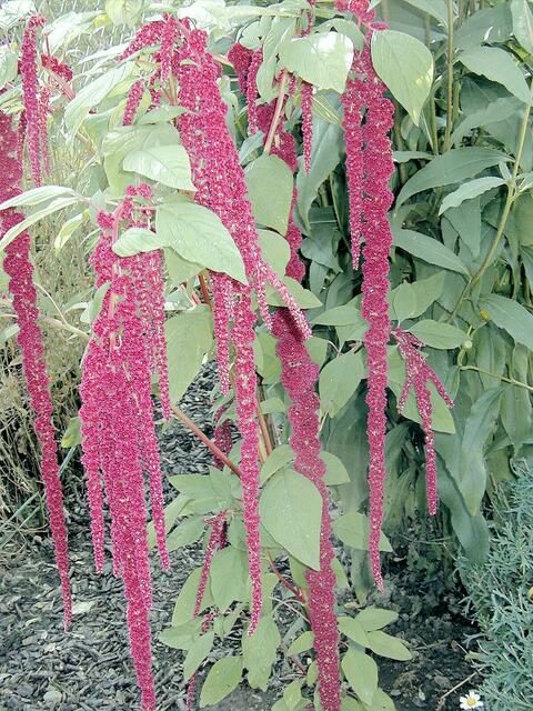 Gartenfuchsschwanz