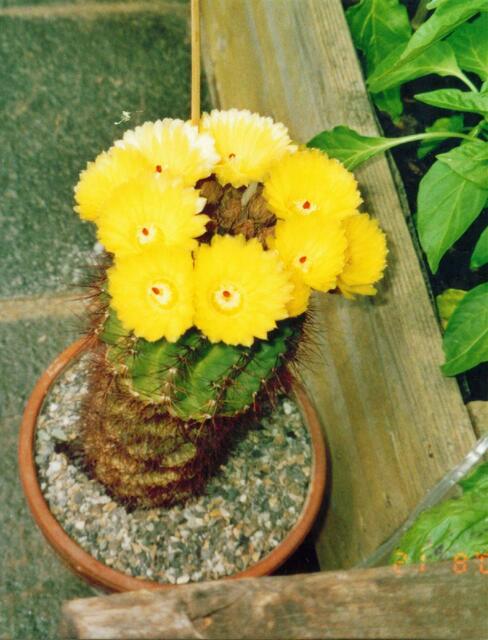 Kaktus mit gelben Blüten