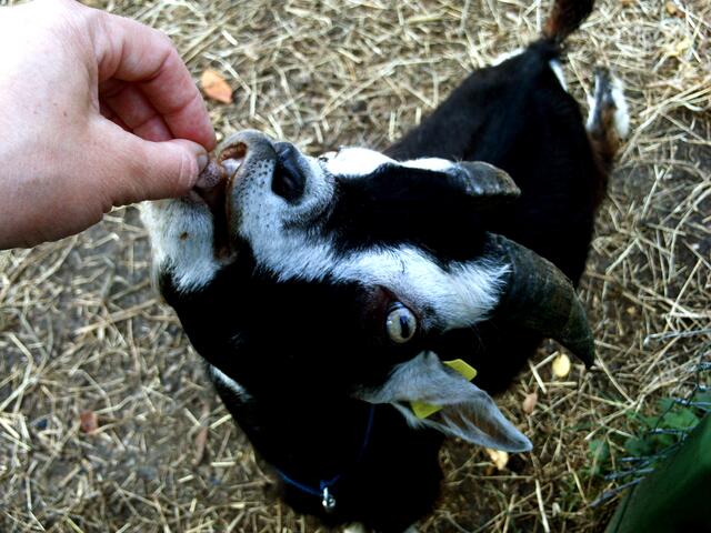 und diese leckeren Knusper-Dinger bekomme...