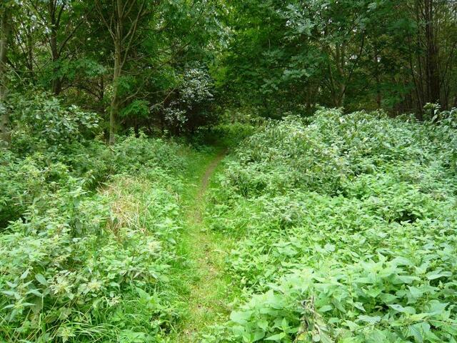 Fast wie im Urwald