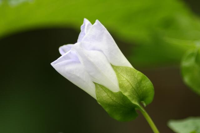 18.07.08 - hängende Blüten richten sich auf in der Mittagssonne