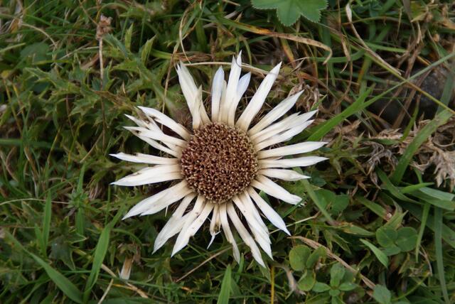 Silberdistel