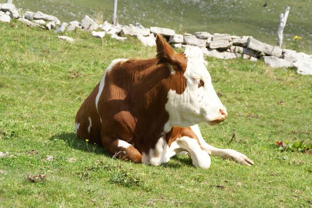 glückliche Kühe