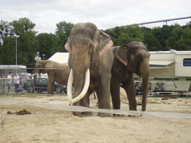 Colonel Joe, der Größte (3,50 Meter) Elefant der Welt