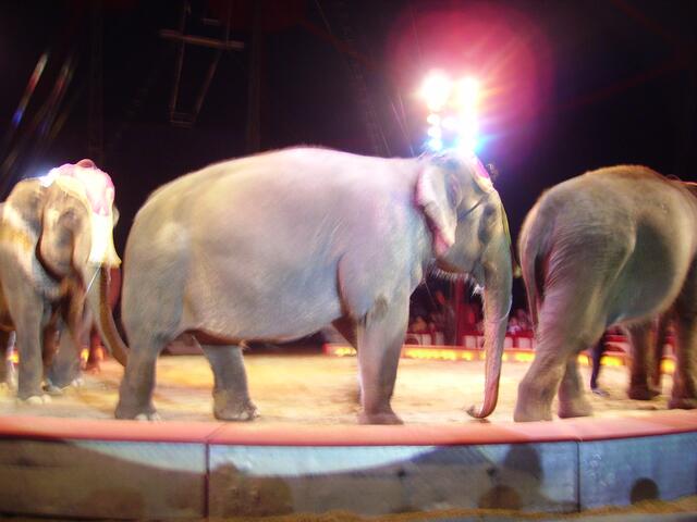 Die Elefanten (psst, das sind die Wappentiere des Circus Krone)