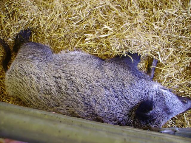 Ja Circus Krone hat auch ein Wildschwein in seinem Zoo