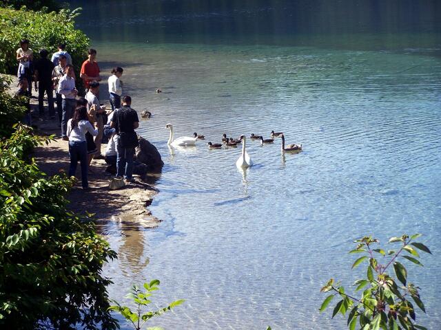 Dort wo sich Enten und Schwäne wohl fühlen