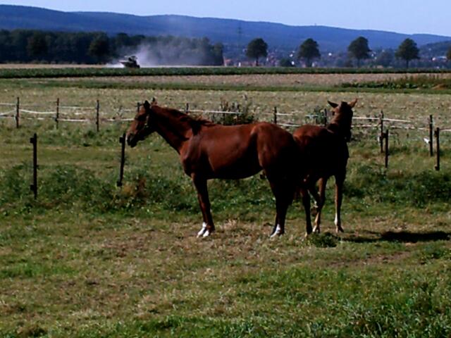 Nachbar-Pferde