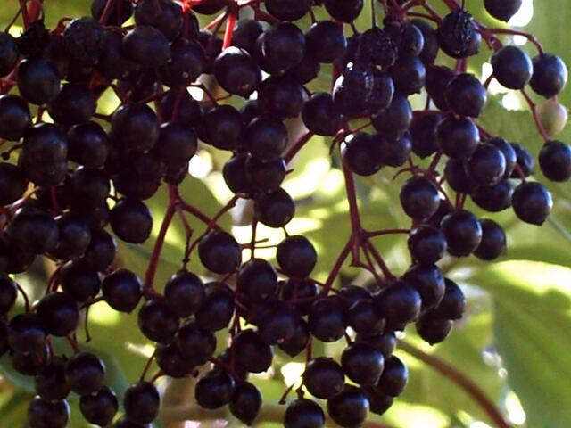 Die Fliederbeeren sind reif!