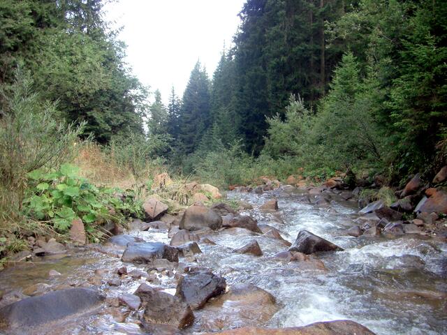 Wildbach am Weg