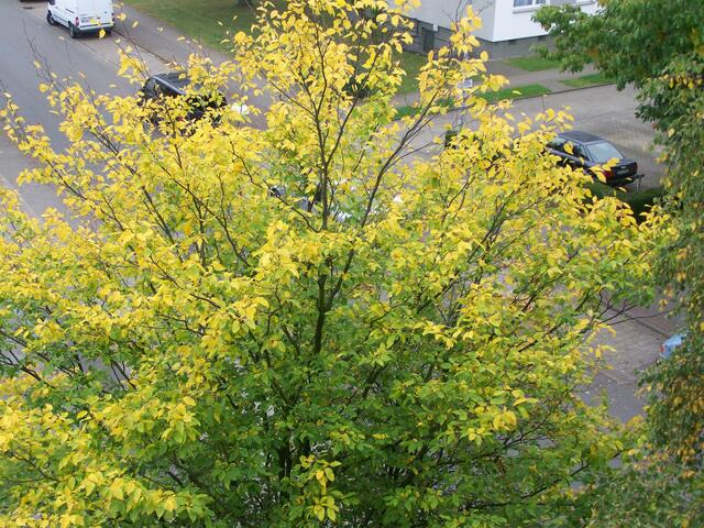 ist schon ganz schön gelb geworden am 25.09