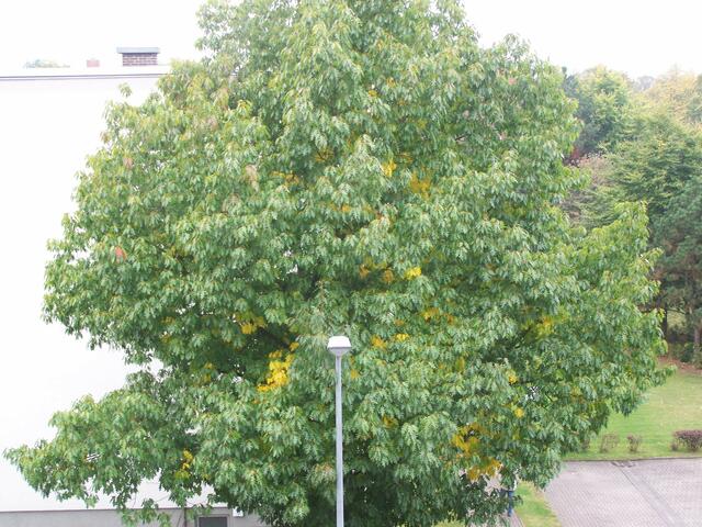 Die Silbereiche ist neu hinzu gekommen am 25.09