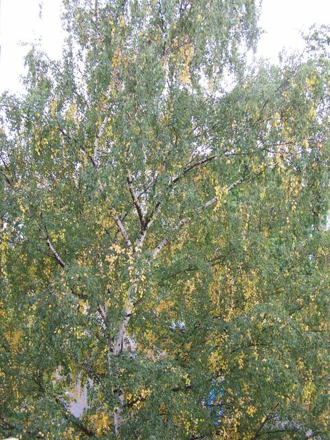 die Birke am 19.09.