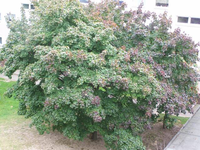 grün rot und orange am 19.09