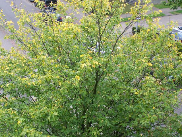 das erste zarte Gelb am 19.09