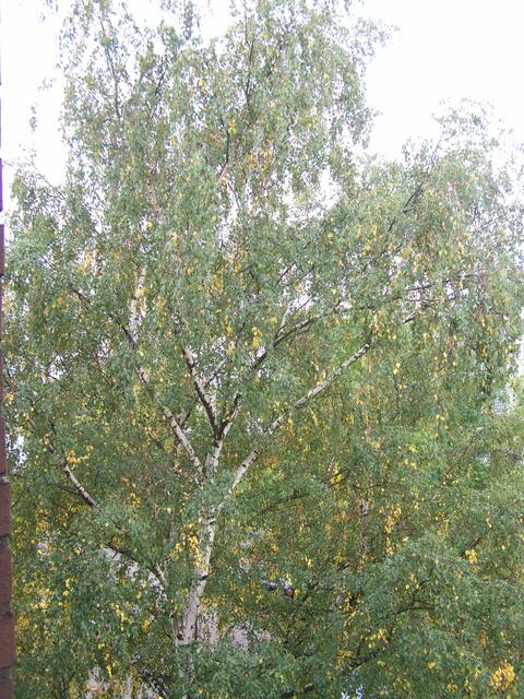 bei der Birke sieht man kaum eine Veränderung aber sie schmeißt schon ihre Blätter am 25.09.