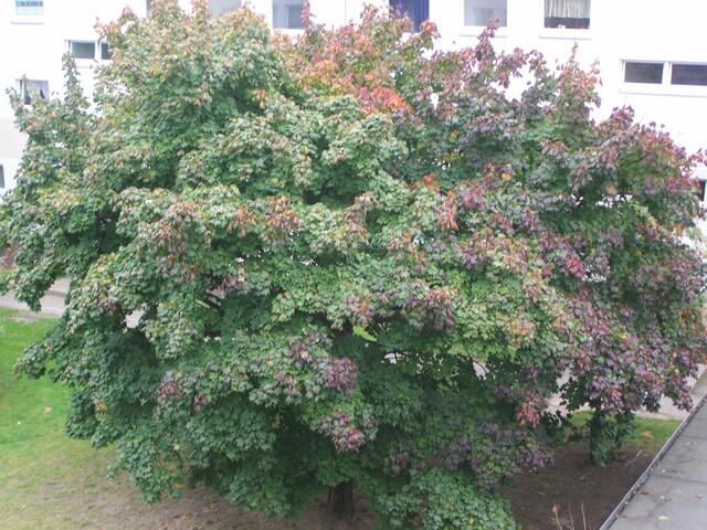 schon ein bißchen mehr Farbe am 25.09.