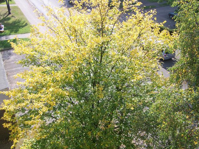 schöne gelbe Blätter 3 Tage später