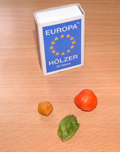 Schwierige Aufzucht ...!