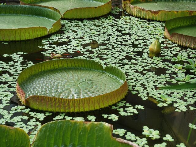 Seerose (Victoria amazonica) - das größte Seerosenblatt der Welt
