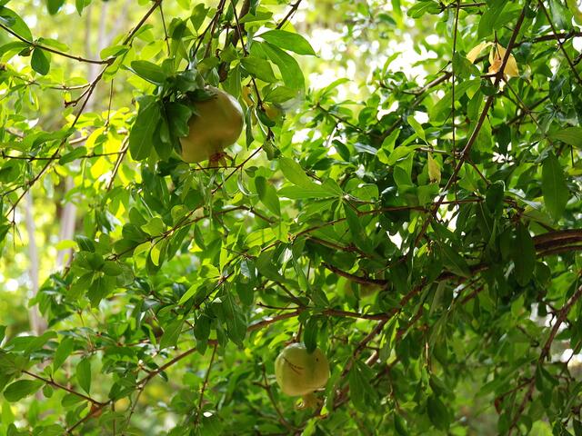 Granatapfel