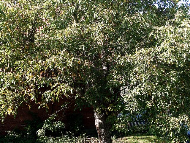 Und das ist der Prachtbaum: Die Walnuss - Baum des Jahres