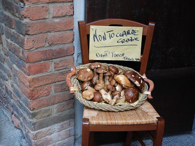 ... leckere Steinpilze ...