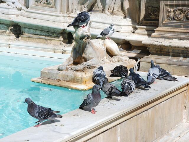 Der Fonte Gaia ist ohne Tauben nicht denkbar ...