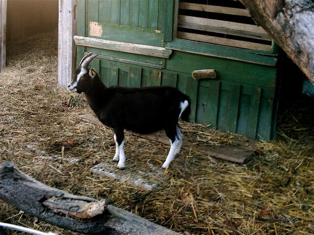 "Zorrolito" der kleine Zorro vorm "Stall der großen Zicken"