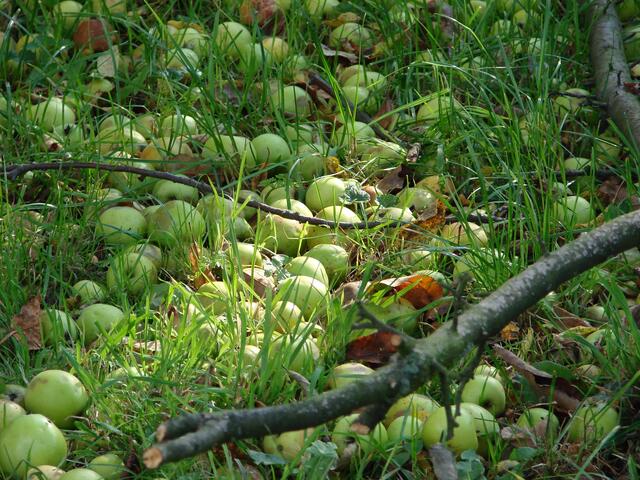 auch Apfelbäume ziert dieser Weg, nur niemand möchte sie haben.....