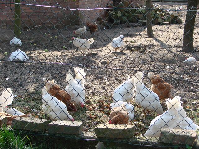 ..da sind die Herrschaften, die für unsere Frühstückseier zuständig sind.....