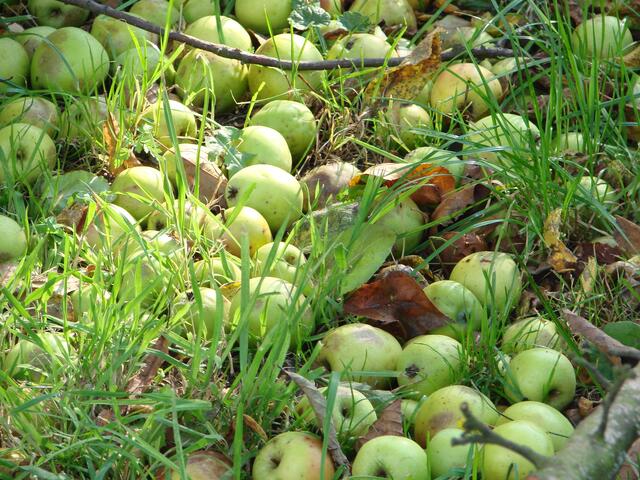 ..da liegen sie nun und faulen vor sich hin grrrrrrr! Ich hoffe nur, dass noch jemand sie für die Pferde aufliest....